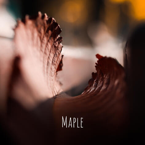 Maple Maple